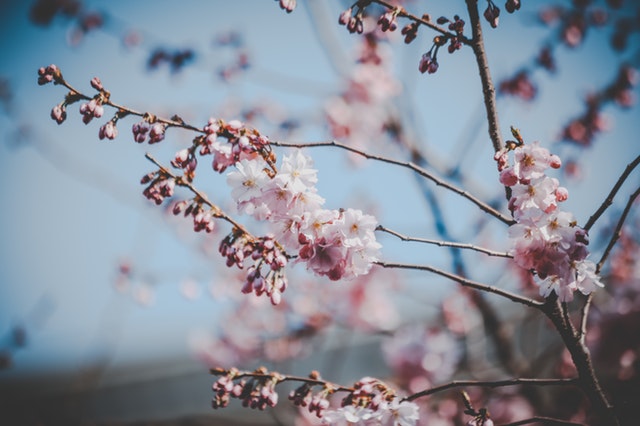 中国花历中十二月花神的由来与传说 好花网