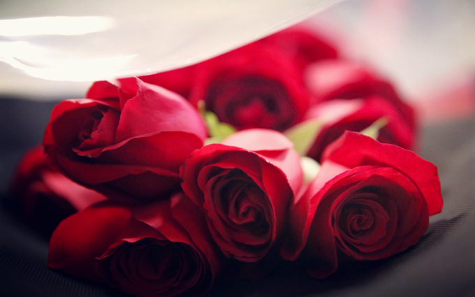 世界上最美丽的玫瑰花——安徒生童话_好花网