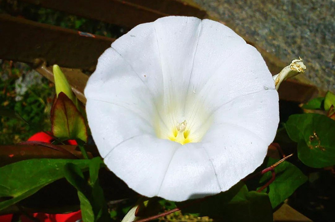 形似满月的月光花 好花网