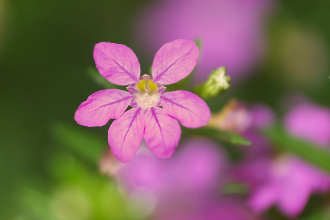 萼距花 紫色小花六个瓣 小枝小叶铺地开 好花网