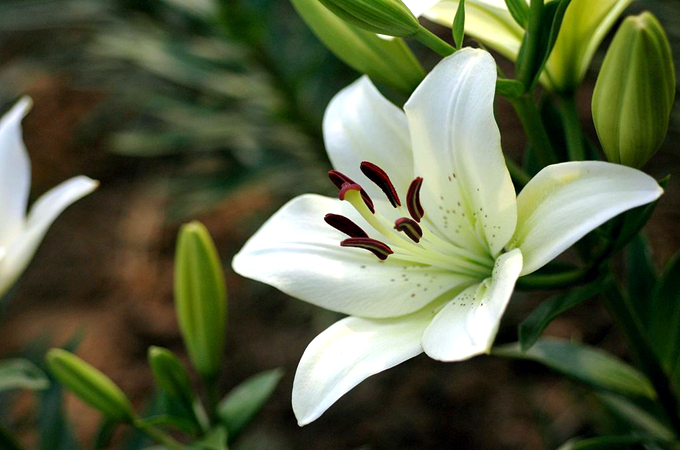 百合花的花语是什么 不同枝数代表的不同含义 好花网