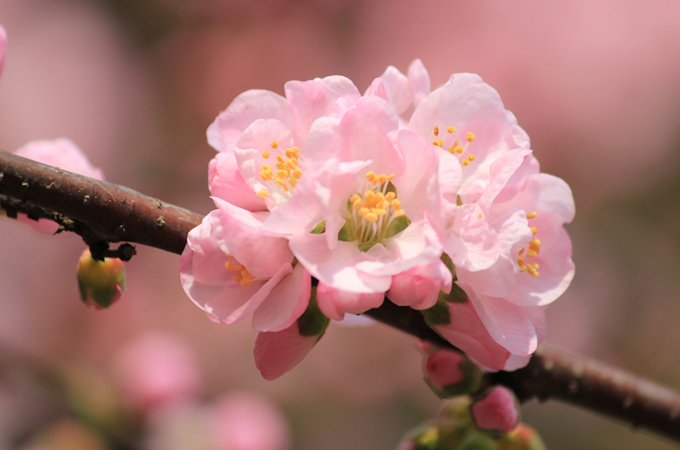 送杏花代表什么寓意 好花网