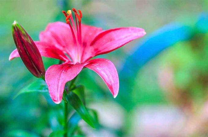 粉色百合花的花语 清纯 梦幻 好花网