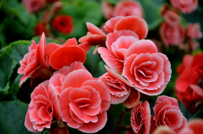 丽格海棠的花语 娇嫩 完美 和蔼可亲 好花网
