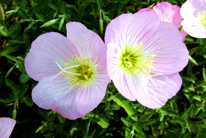 月光花的养殖方法以及种植方法 好花网