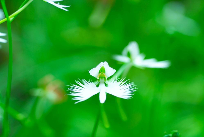 白蝶兰的栽培技术以及花期管理 好花网