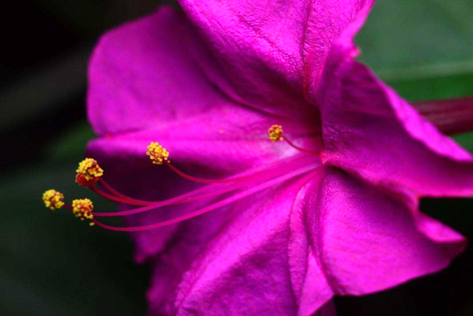 紫茉莉的栽培技术以及养护管理 好花网