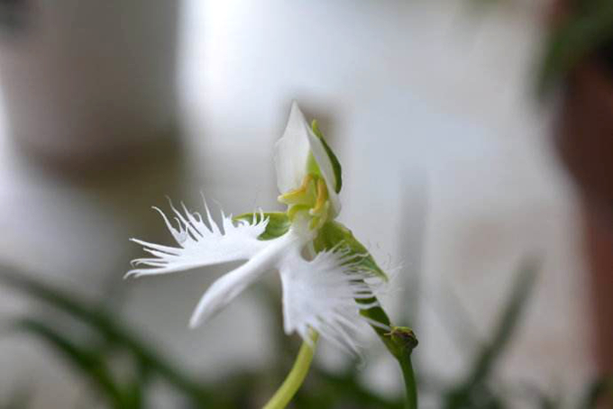 白蝶兰的栽培技术以及注意事项 好花网