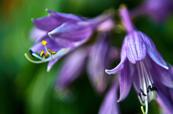 紫萼的作用用途以及花语 思念 浪漫 好花网