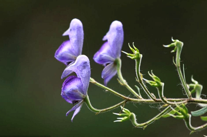 附子花的文化背景以及花语 恶意 好花网