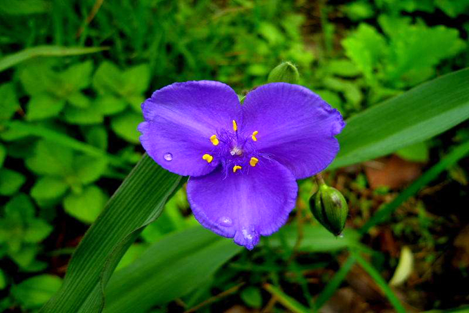 紫露草的繁殖方式以及注意事项 好花网