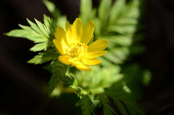 侧金盏花的栽培技术以及花语 回忆 好花网