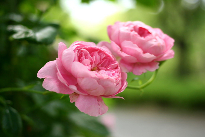 光叶蔷薇的繁殖方式以及文化背景 好花网
