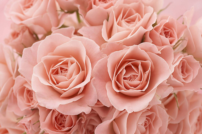 路易十四玫瑰的种植方法以及栽培技术 好花网
