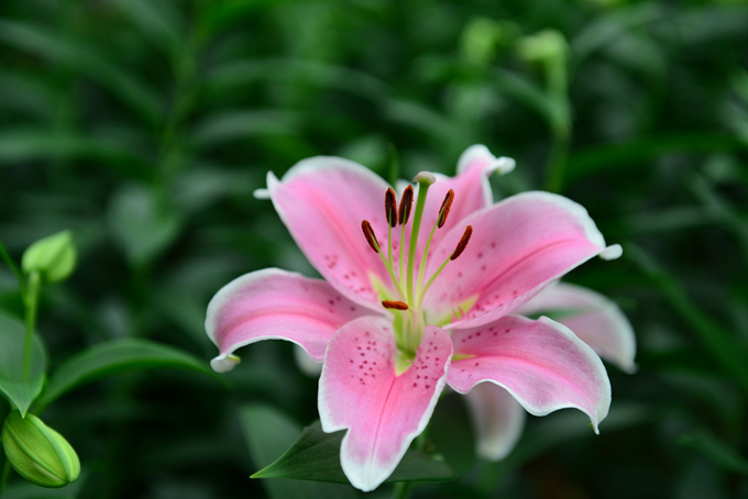 百合花送给什么人合适 有哪些含义 好花网