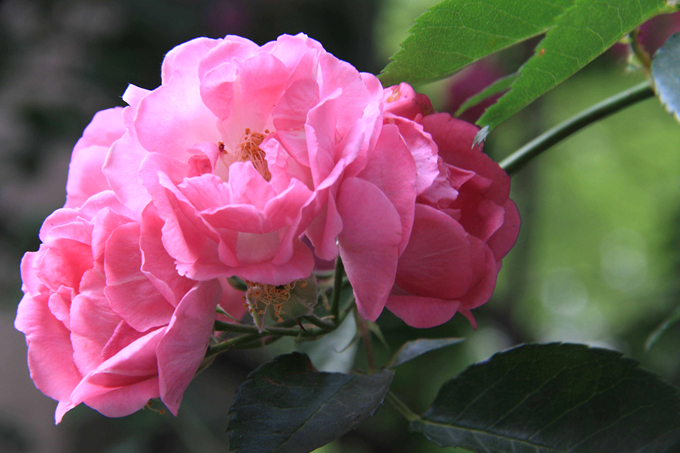 蔷薇花的栽培管理以及移栽方法 好花网