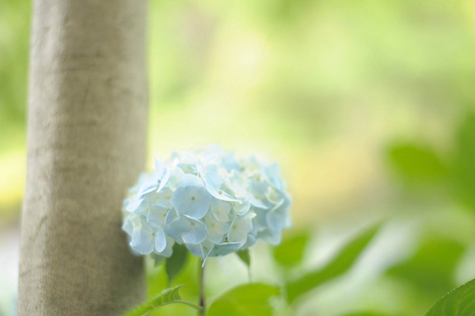 送绣球花代表什么含义 好花网