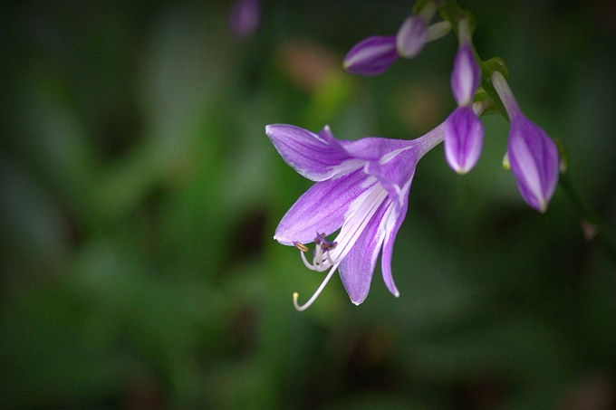 送紫萼花有哪些寓意 好花网