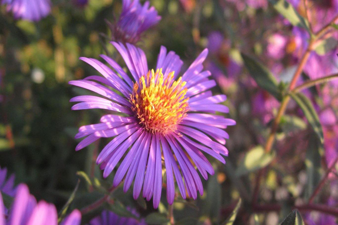 送朋友紫苑花有哪些寓意 好花网