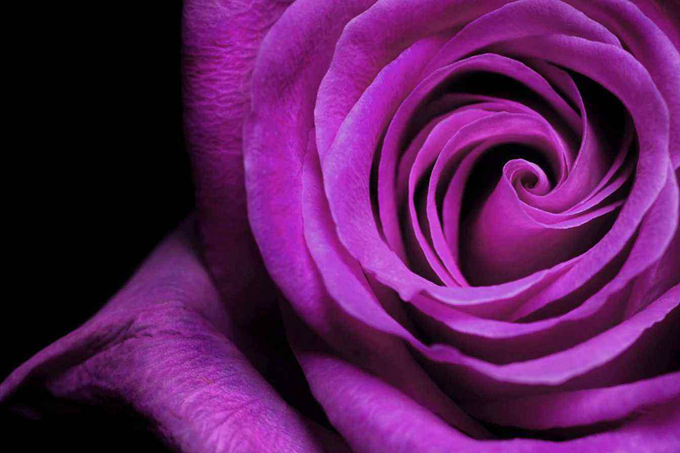 送女友紫玫瑰代表什么含义 好花网