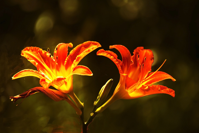 送朋友百合花需要注意什么 好花网