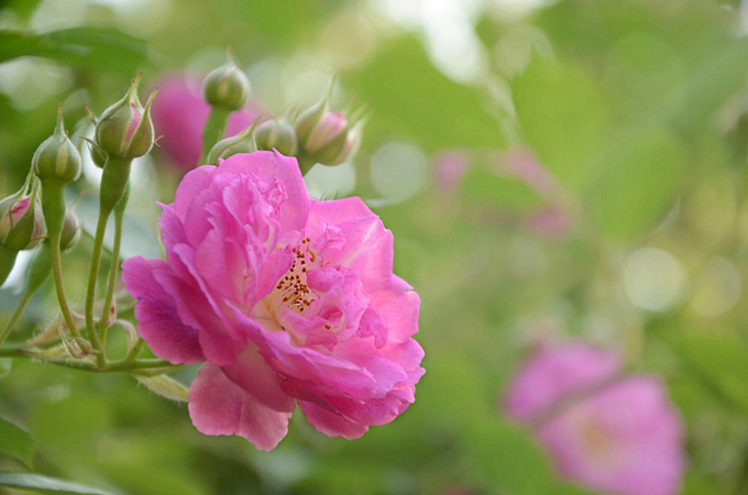 光叶蔷薇的繁殖方式以及文化背景 好花网