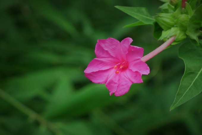 夜来香的栽培技术以及叶子变黄救治方法 好花网