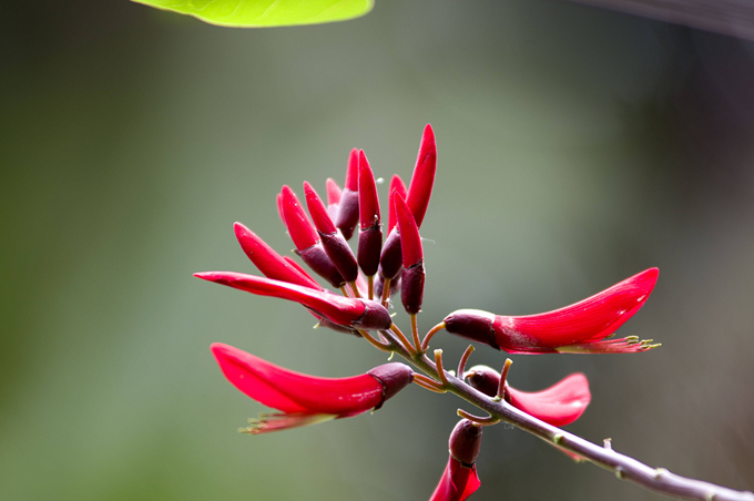 龙牙花的养殖方法是什么？