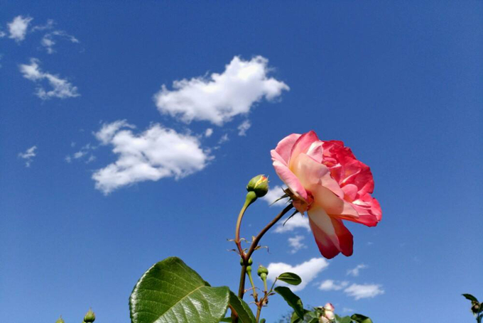 圣诞节热恋男女有哪些送花讲究 好花网