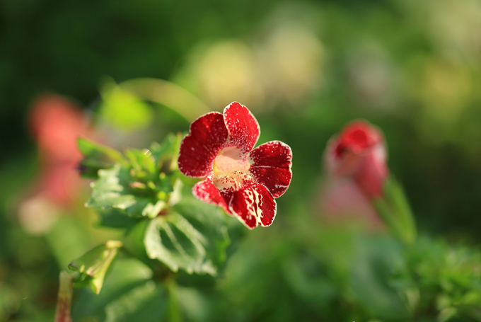 八月送什么鲜花给狮子座好 好花网