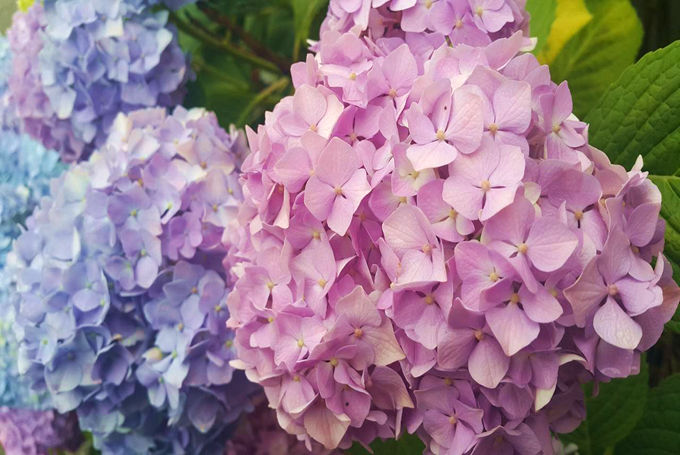 送八仙花代表什么含义 好花网