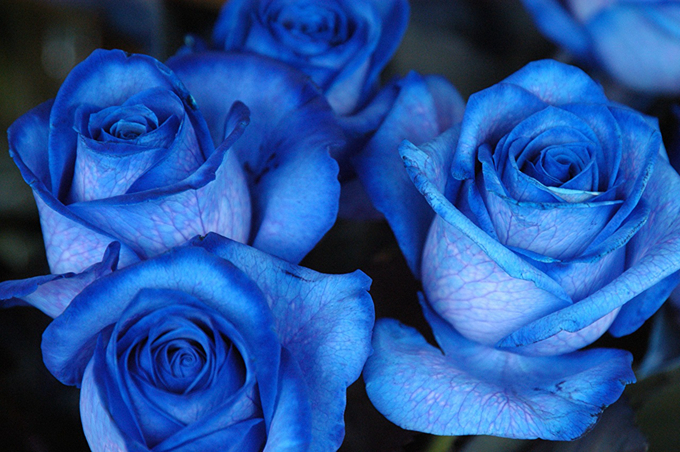 送不同朵数蓝玫瑰有哪些含义 好花网