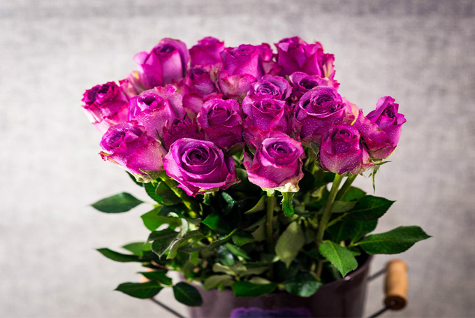 送女孩子紫玫瑰有哪些含义 好花网