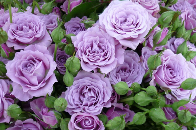 七夕送紫玫瑰代表什么 好花网