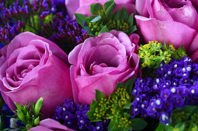 紫色玫瑰有什么寓意 好花网