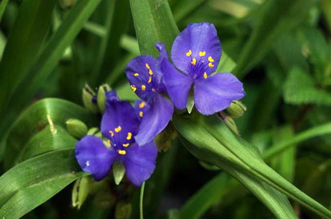 紫露草的常见品种 关于它的传说呢 好花网