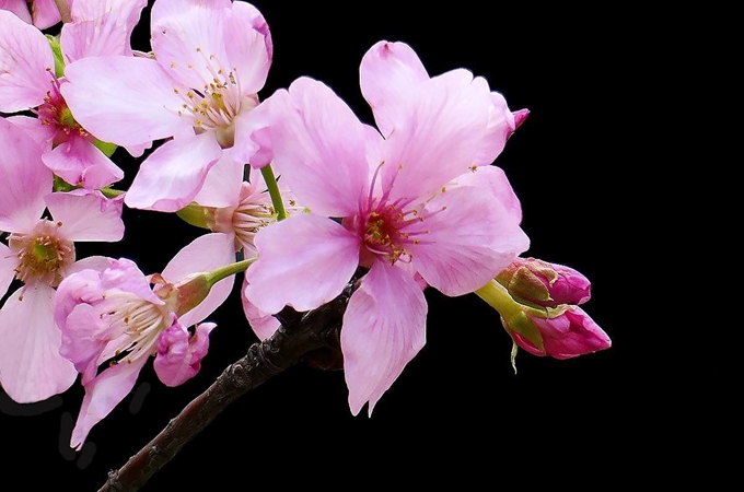 樱花的成长过程以及嫁接方法 好花网