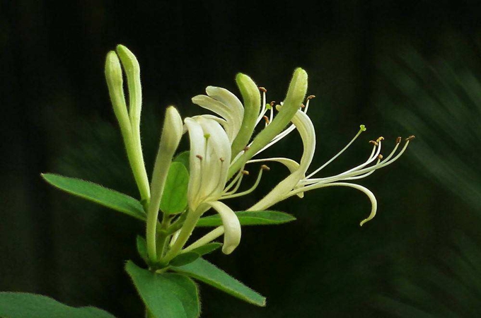 金银花适合哪个季节种植？有哪些种植方法？